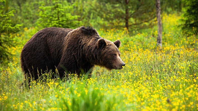 Bear Kills Man In Slovakia In First Fatal Attack ‘in 100 Years’ | The ...